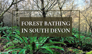FOREST BATHING in south devon